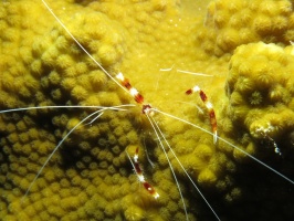 37 Tiny Banded Choral Shrimp IMG 3728